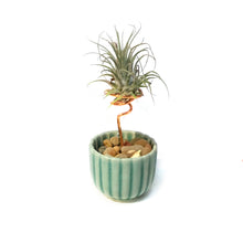 Load image into Gallery viewer, Tillandsia Ionantha, Japanese Ribbed Cup
