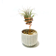 Load image into Gallery viewer, Tillandsia Ionantha, Japanese Ribbed Cup
