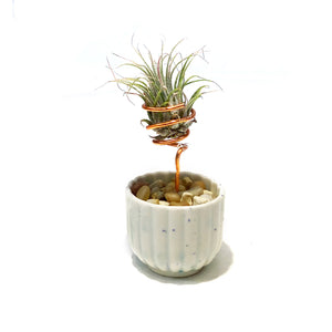 Tillandsia Ionantha, Japanese Ribbed Cup