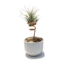 Load image into Gallery viewer, Tillandsia Ionantha, Japanese Ribbed Cup
