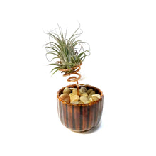 Load image into Gallery viewer, Tillandsia Ionantha, Japanese Ribbed Cup
