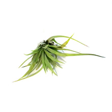 Load image into Gallery viewer, Tillandsia Brachycaulous abdita, 3-4&quot;, Small
