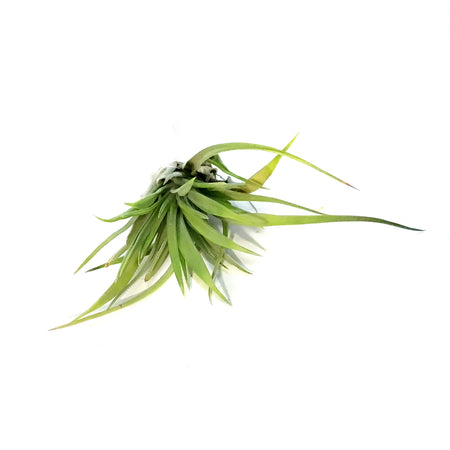 Tillandsia Brachycaulous abdita, 3-4", Small