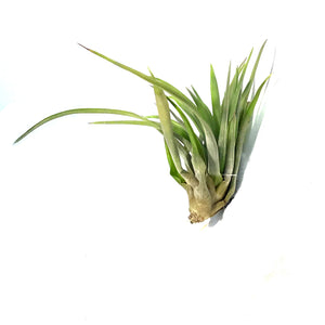 Tillandsia Brachycaulous abdita, 3-4", Small