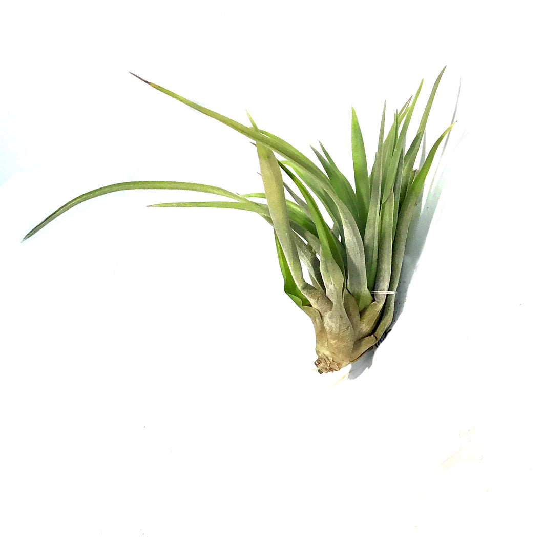 Tillandsia Brachycaulous abdita, 3-4