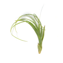 Load image into Gallery viewer, Tillandsia Balbisiana,8&quot;
