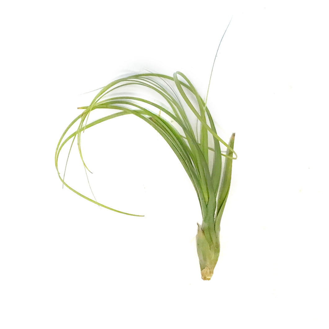 Tillandsia Balbisiana,8