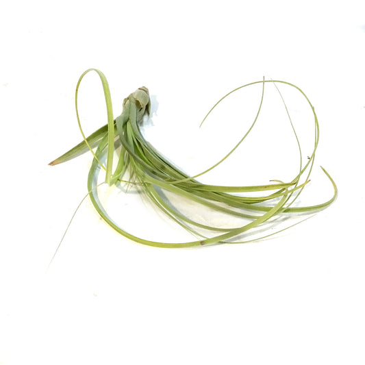 Tillandsia Balbisiana,8"