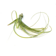 Load image into Gallery viewer, Tillandsia Balbisiana,8&quot;
