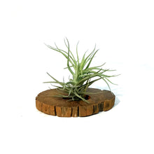 Load image into Gallery viewer, Tillandsia Siamese Cassia Plaque Small
