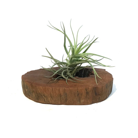 Tillandsia Siamese Cassia Plaque Medium