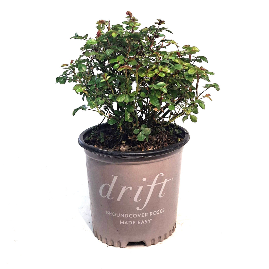 Rose, 2 gal, Peach Drift