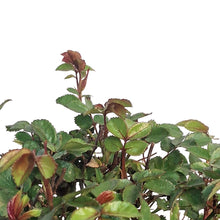 Load image into Gallery viewer, Rose, 2 gal, Peach Drift
