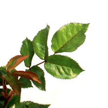 Load image into Gallery viewer, Rose, 2 gal, Sunorita
