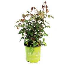 Load image into Gallery viewer, Rose, 2 gal, Knock Out, Coral
