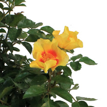 Load image into Gallery viewer, Rose, 2 gal, Ringo, Bi-Color
