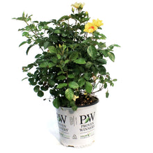 Load image into Gallery viewer, Rose, 2 gal, Ringo, Bi-Color
