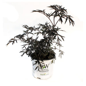 Elder, 8in Black Lace®