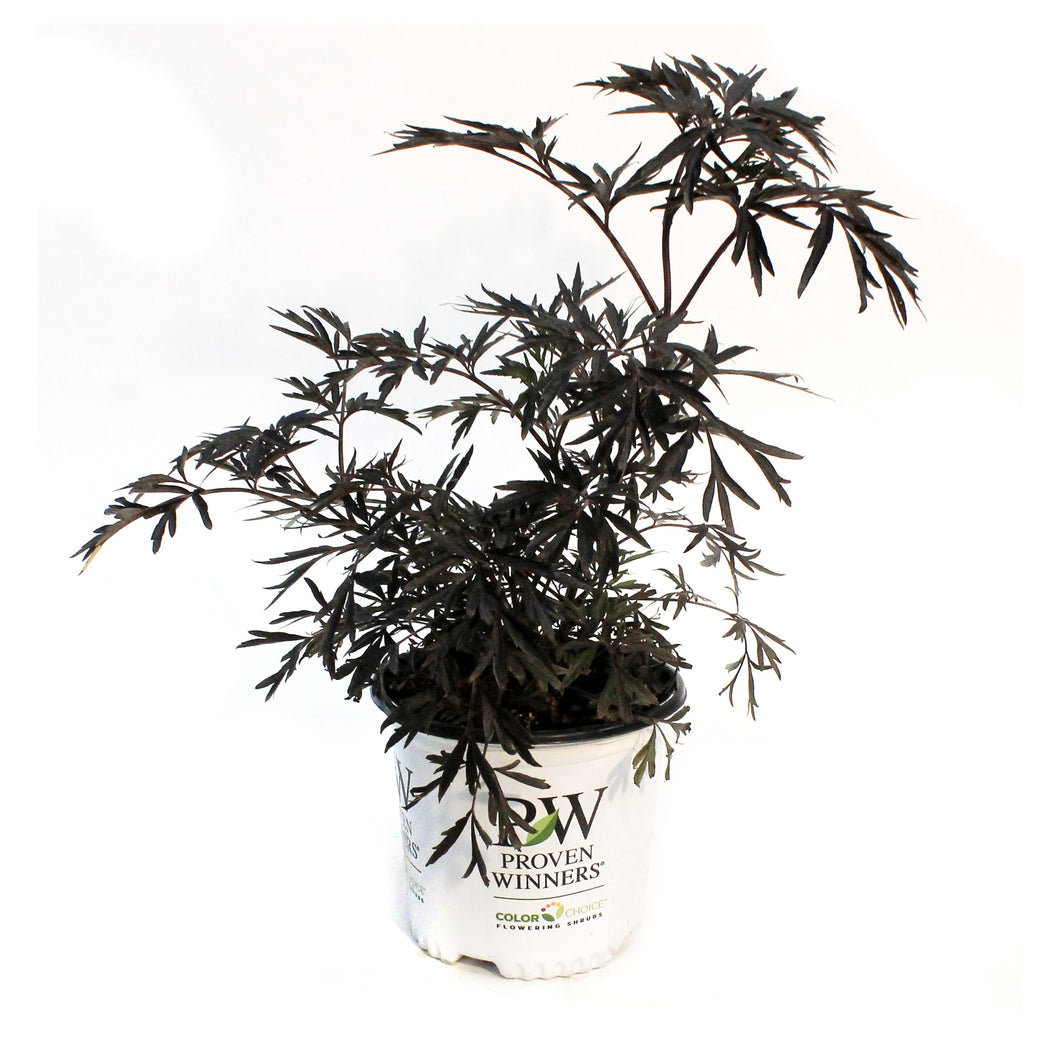 Elder, 8in Black Lace®