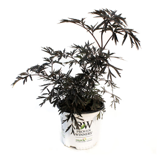 Elder, 8in Black Lace®