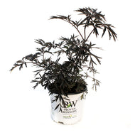Elder, 8in Black Lace®