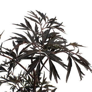 Elder, 8in Black Lace®
