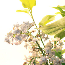 Load image into Gallery viewer, Lilac, 2 gal, Double Blue
