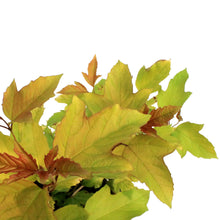 Load image into Gallery viewer, Cranberry, 8in, Oh Canada, European
