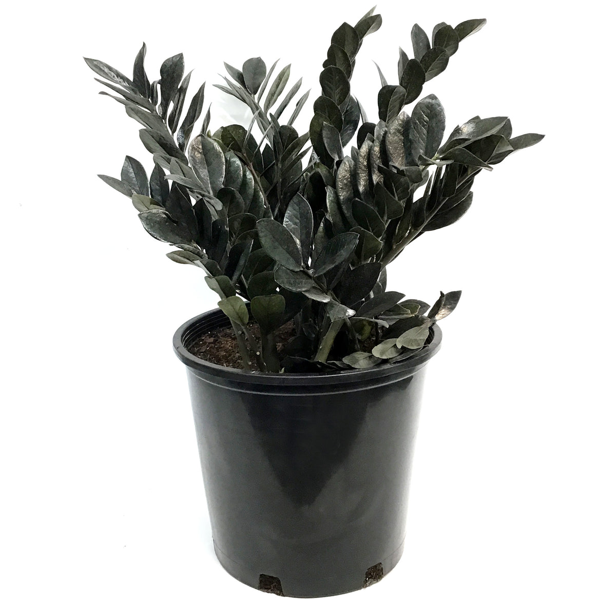ZZ Plant, 14in, Raven