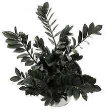 Load image into Gallery viewer, ZZ Plant, 14in, Raven

