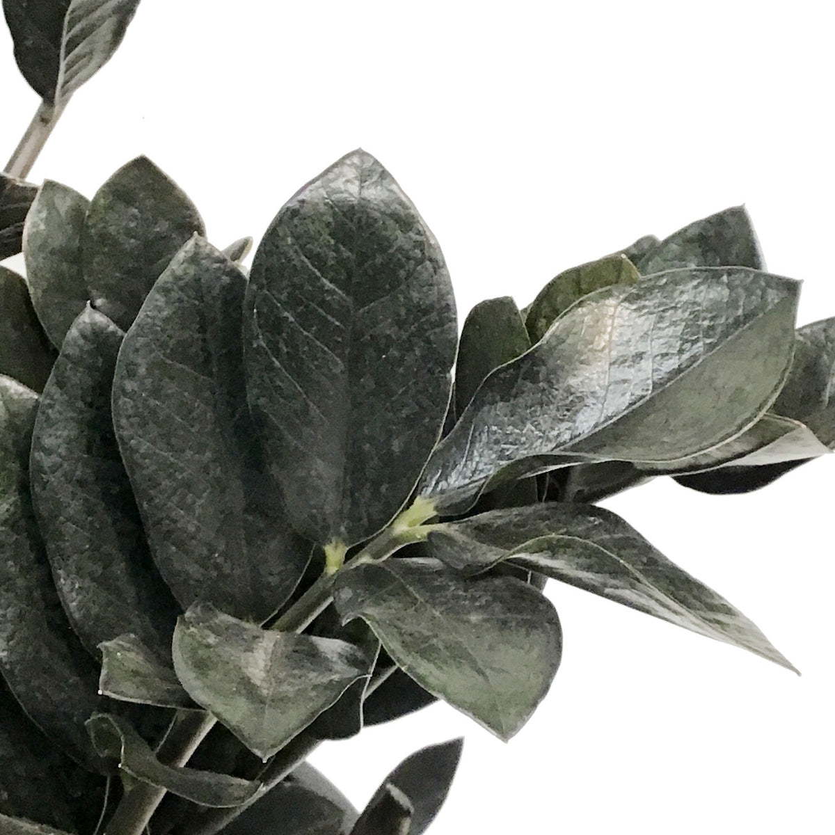 ZZ Plant, 14in, Raven