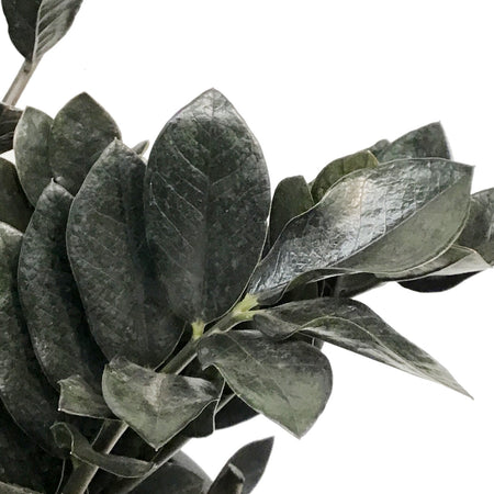 ZZ Plant, 14in, Raven