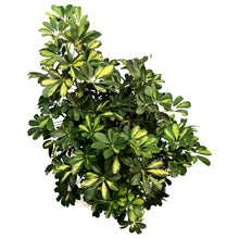 Load image into Gallery viewer, Schefflera, 14in, Gold Capella
