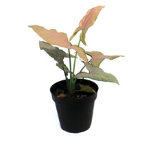 Load image into Gallery viewer, Syngonium, 4in, Pink Perfection
