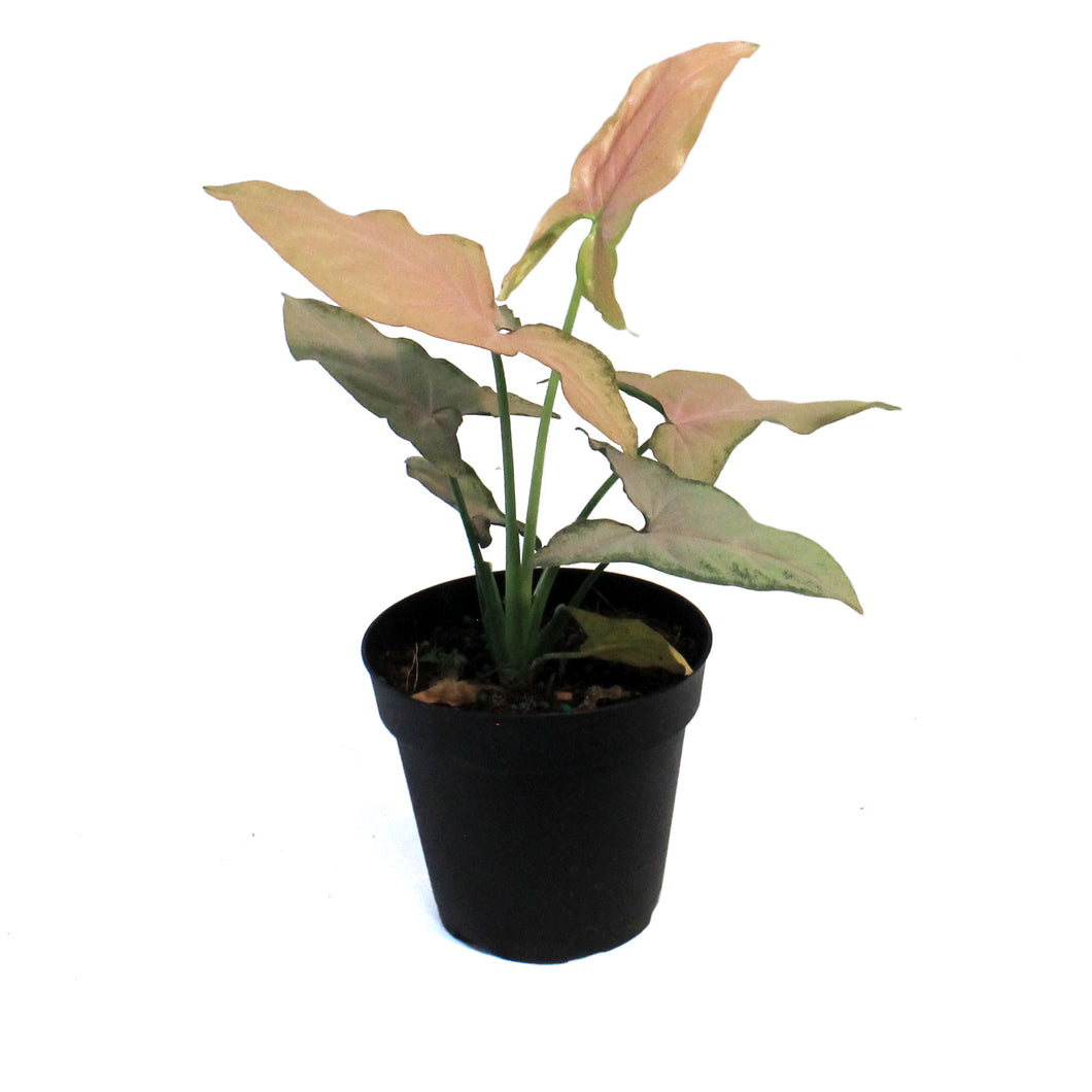 Syngonium, 4in, Pink Perfection