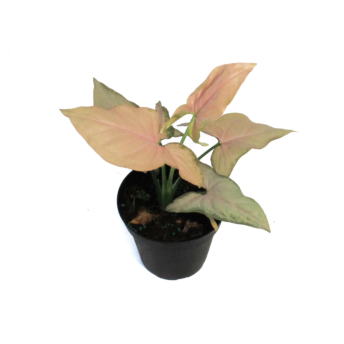 Syngonium, 4in, Pink Perfection