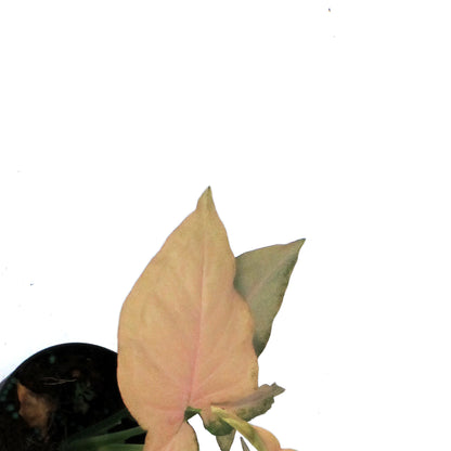 Syngonium, 4in, Pink Perfection