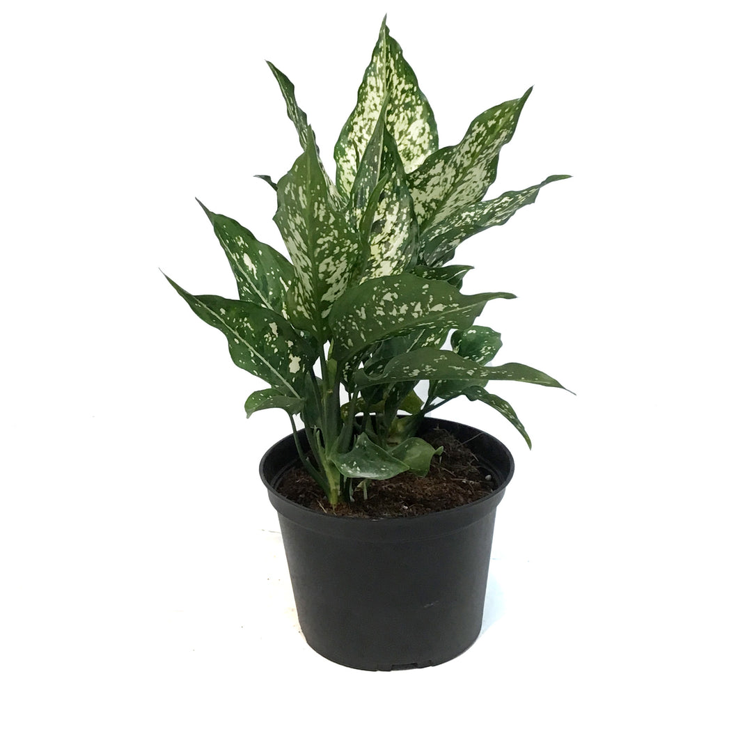 Aglaonema, 6in, Thai Snowflakes