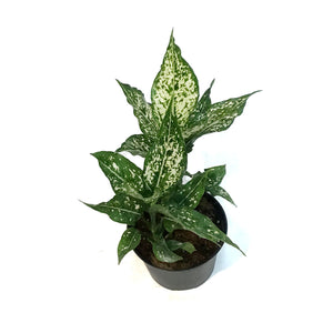 Aglaonema, 6in, Thai Snowflakes