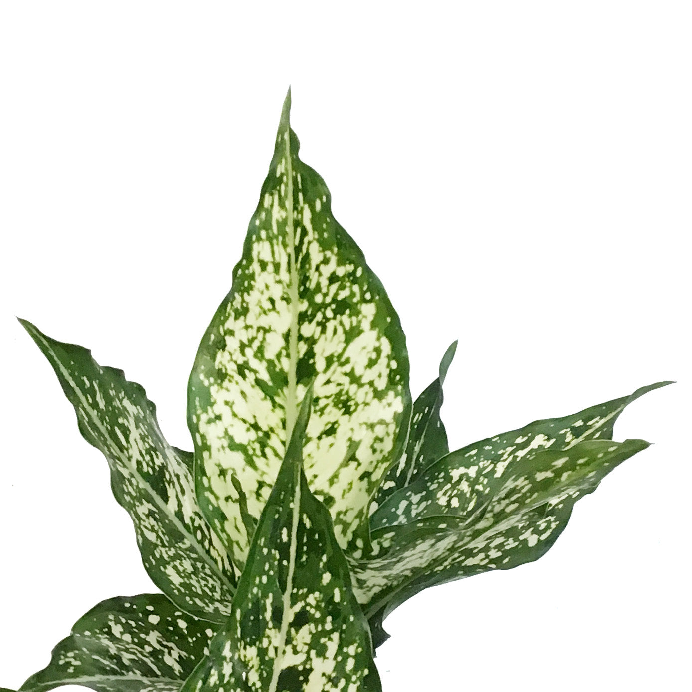aglaonema thai snowflake Aglaonema, 6in, Thai Snowflakes – Floral Acres Greenhouse & Garden Centre