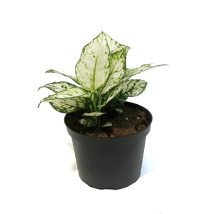 Aglaonema, 6in, Variegated Pearls