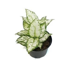 Aglaonema, 6in, Variegated Pearls