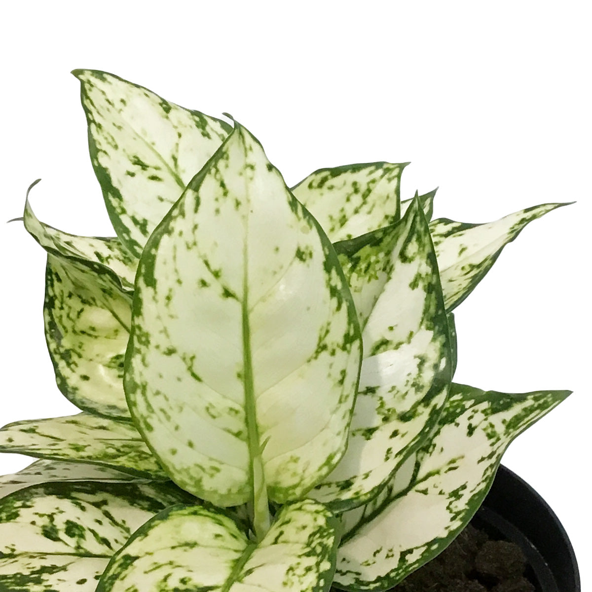 aglaonema variegated pearls Aglaonema, 6in, Variegated Pearls