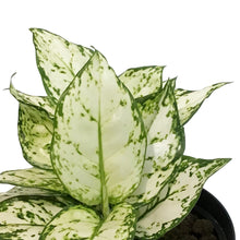 Load image into Gallery viewer, Aglaonema, 6in, Variegated Pearls
