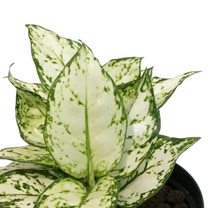 Aglaonema, 6in, Variegated Pearls