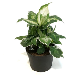 Dieffenbachia, 6in, Cool Beauty