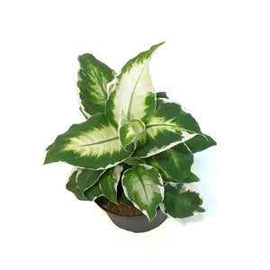 Dieffenbachia, 6in, Cool Beauty