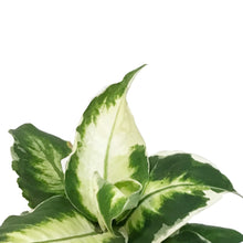 Load image into Gallery viewer, Dieffenbachia, 6in, Cool Beauty
