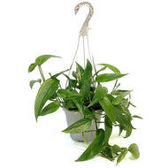 Epipremnum Pinnatum, 6in HB, Neon