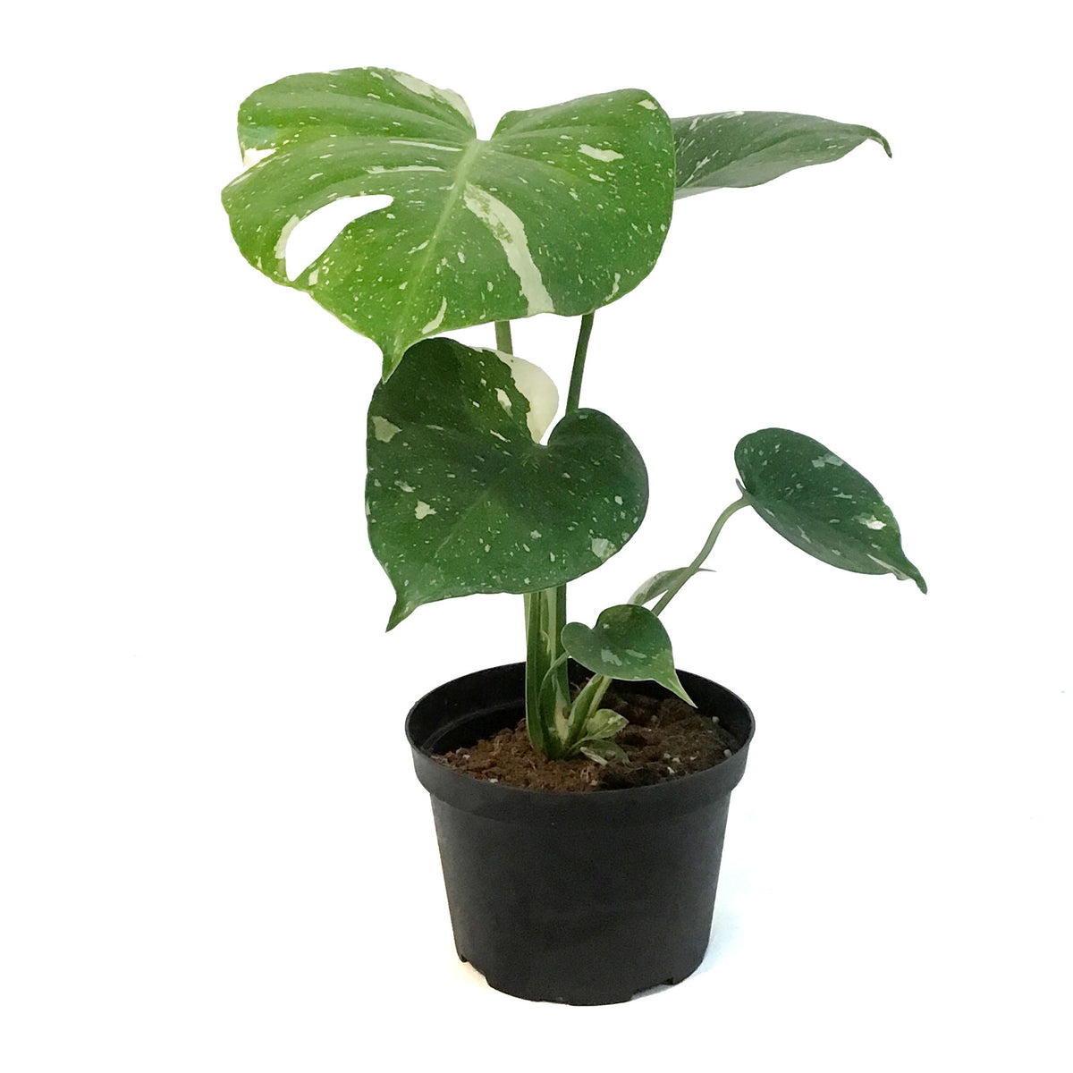 Monstera, 6in, Deliciosa Thai Constellation